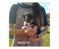 6 males and 2 females Chihuahuas for adoption - 2
