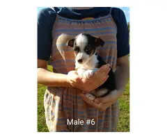 6 males and 2 females Chihuahuas for adoption - 3