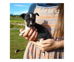 6 males and 2 females Chihuahuas for adoption - 7