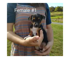 6 males and 2 females Chihuahuas for adoption - 8