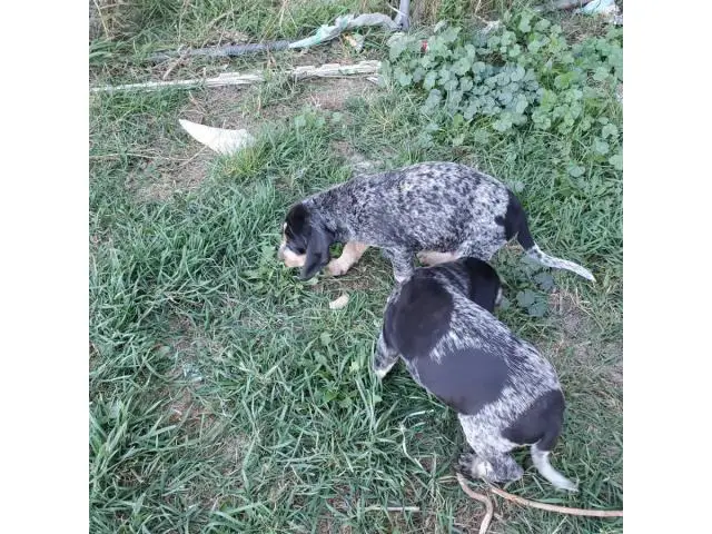 2 Bluetick Coon Hound Puppies ready to go - 1/3