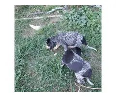 2 Bluetick Coon Hound Puppies ready to go