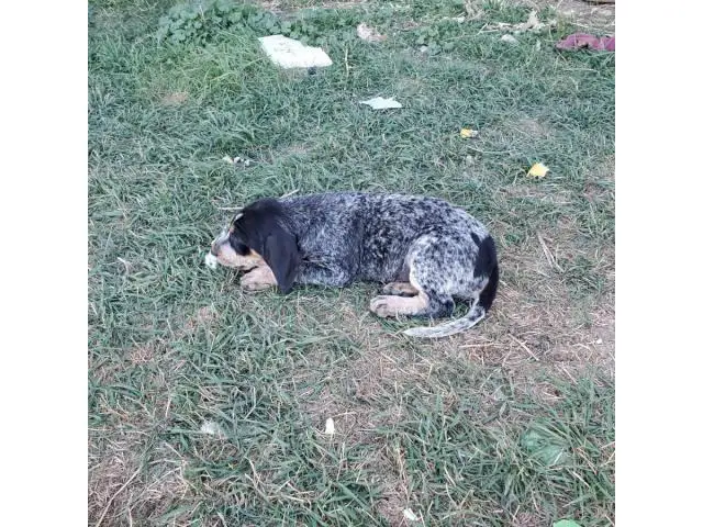 2 Bluetick Coon Hound Puppies ready to go - 2/3