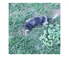 2 Bluetick Coon Hound Puppies ready to go - 3
