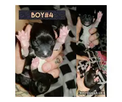 Rehoming 4 Chug puppies to good homes - 4