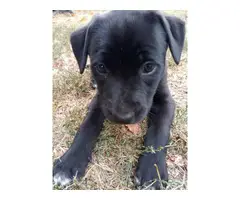 Pitbull Dutch Shepherd Puppy - 10