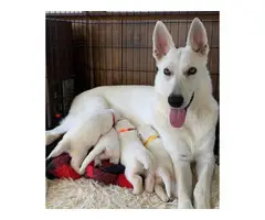 2 females left Purebred white German Shepherd puppies - 2