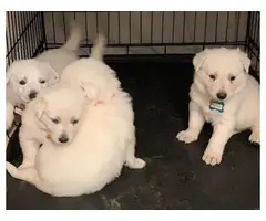 2 females left Purebred white German Shepherd puppies - 4