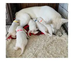 2 females left Purebred white German Shepherd puppies - 5
