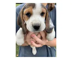 5 Tri Colored Beagle Puppies to Good Home
