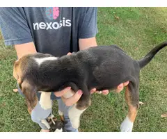 5 Tri Colored Beagle Puppies to Good Home - 2