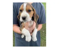 5 Tri Colored Beagle Puppies to Good Home - 3