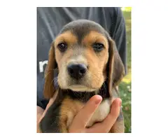 5 Tri Colored Beagle Puppies to Good Home - 5