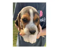 5 Tri Colored Beagle Puppies to Good Home - 6