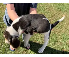 5 Tri Colored Beagle Puppies to Good Home - 7