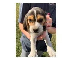 5 Tri Colored Beagle Puppies to Good Home - 8