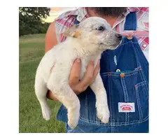 3 Female Cattle Dog Puppies
