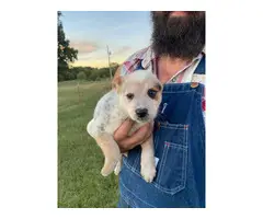 3 Female Cattle Dog Puppies - 2