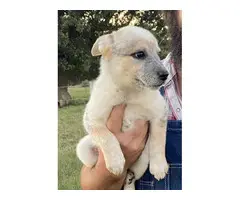 3 Female Cattle Dog Puppies - 3