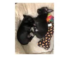 Two Chiweenie puppies - 2