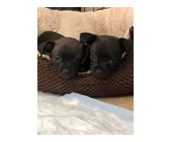 Two Chiweenie puppies - 7