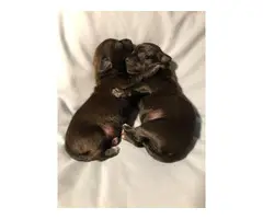 Two Chiweenie puppies - 8