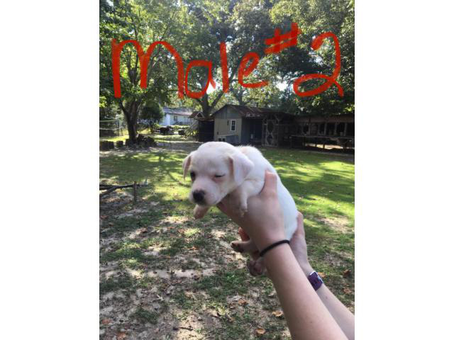 feist puppies for sale in louisiana