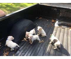 feist puppies for sale in nc