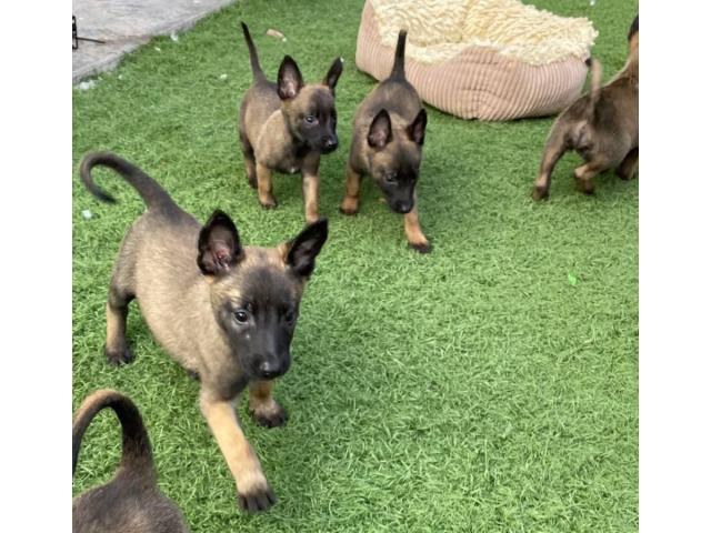 One Male Belgian Malinois Puppy Las Vegas - Puppies For Sale Near Me