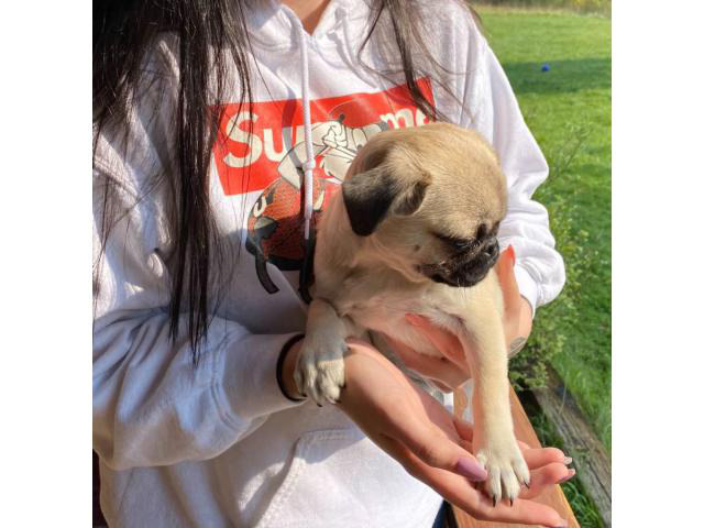 Pug puppy Boise Puppies for Sale Near Me