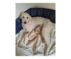 9 gorgeous F1b Goldendoodles puppies - 2