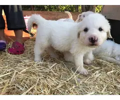 One male Great Pyrenees puppy left