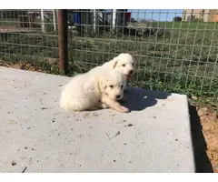 One male Great Pyrenees puppy left - 2