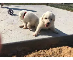 One male Great Pyrenees puppy left - 3