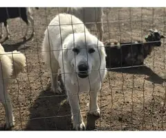 One male Great Pyrenees puppy left - 5