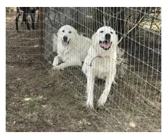 One male Great Pyrenees puppy left - 6