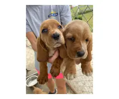 10 AKC registered basset hound puppies