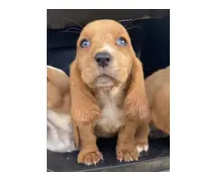 10 AKC registered basset hound puppies - 4