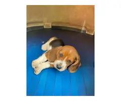 10 AKC registered basset hound puppies - 7