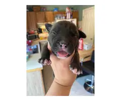 One female pit bull puppy left - 2