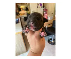 One female pit bull puppy left - 4