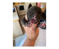 One female pit bull puppy left - 5