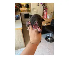 One female pit bull puppy left - 6