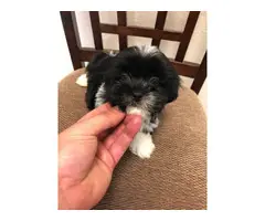 9 weeks old Shihpoo puppies for sale