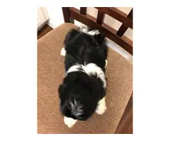 9 weeks old Shihpoo puppies for sale - 2