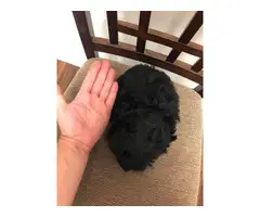 9 weeks old Shihpoo puppies for sale - 3