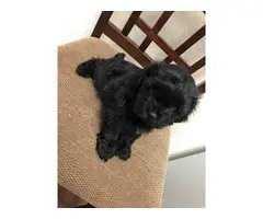 9 weeks old Shihpoo puppies for sale - 4