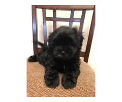 9 weeks old Shihpoo puppies for sale - 5
