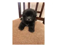 9 weeks old Shihpoo puppies for sale - 6