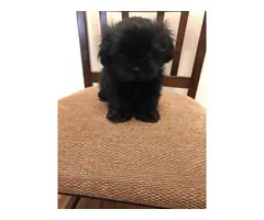 9 weeks old Shihpoo puppies for sale - 7